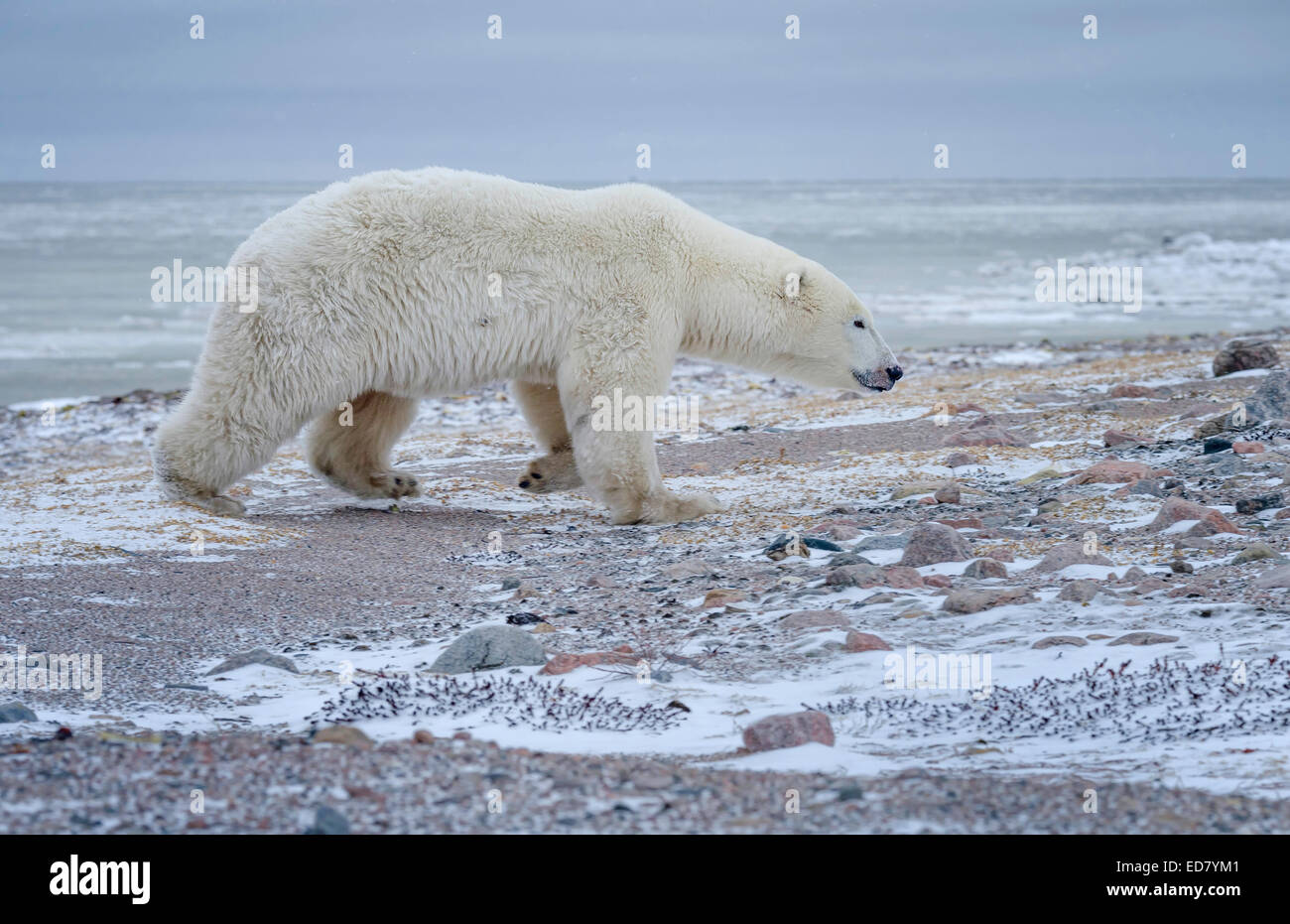 Adulto di Orso Polare a piedi attraverso la tundra in corrispondenza del bordo della Baia di Hudson Foto Stock