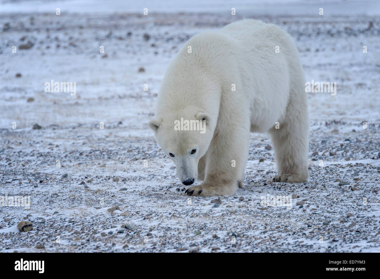Adulto di Orso Polare attraversando la tundra Foto Stock