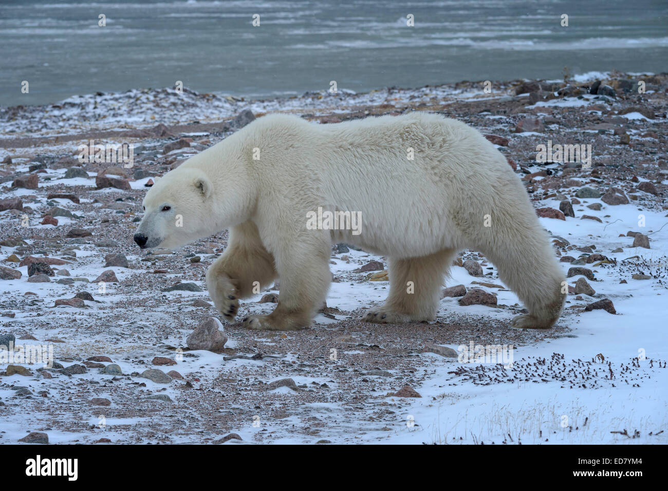 Adulto di Orso Polare a piedi attraverso la tundra sul bordo della Baia di Hudson Foto Stock