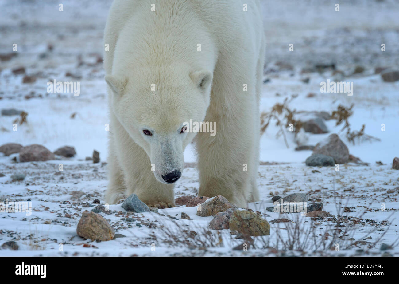 Adulto di Orso Polare a camminare verso la telecamera su terreni innevati tundra Foto Stock