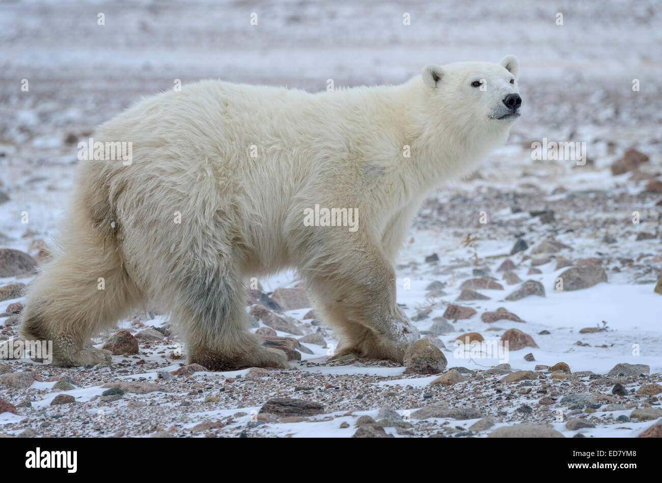 Adulto di Orso Polare a piedi attraverso la tundra Foto Stock