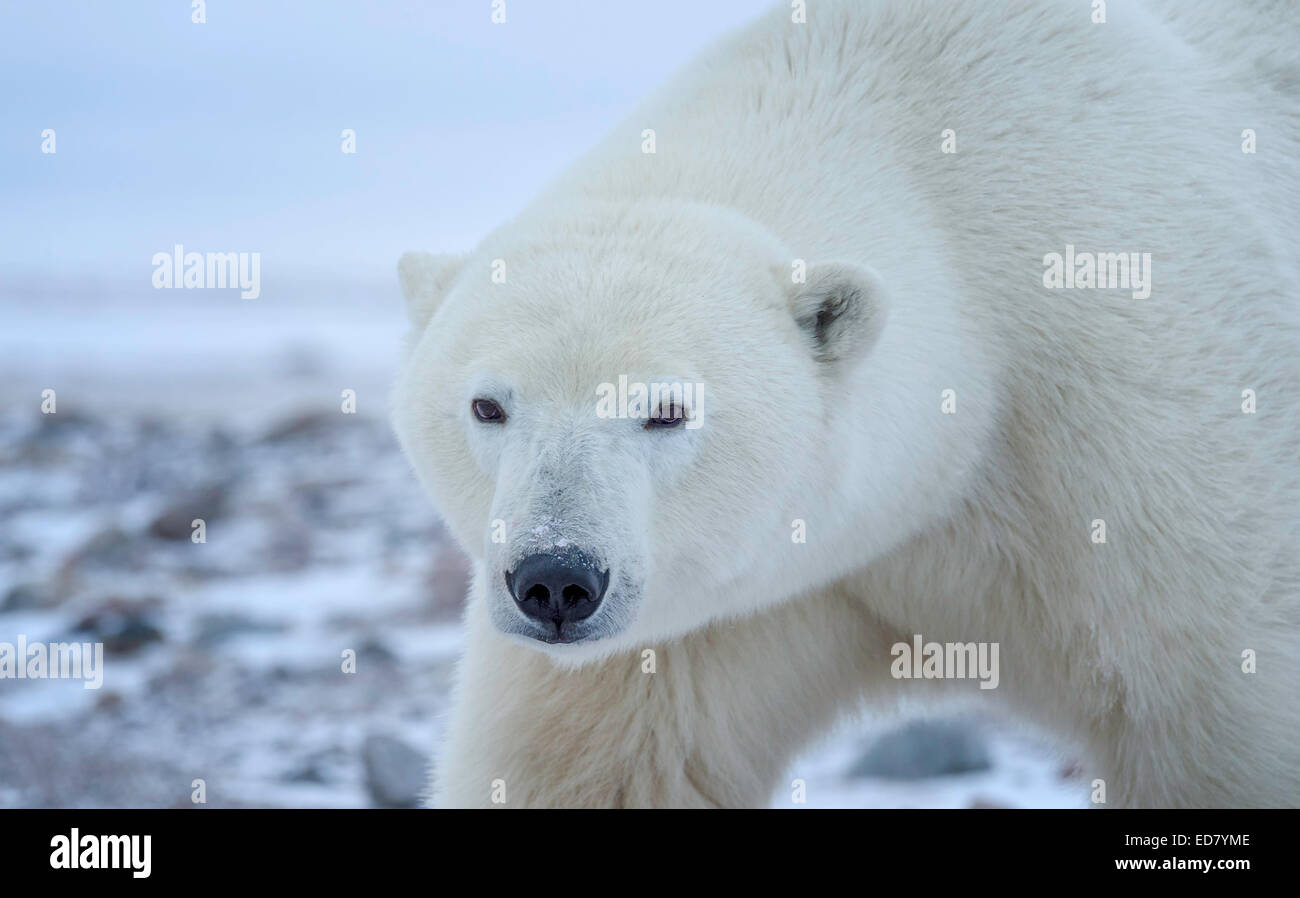 Primo piano di Orso Polare contro la tundra nevoso Foto Stock