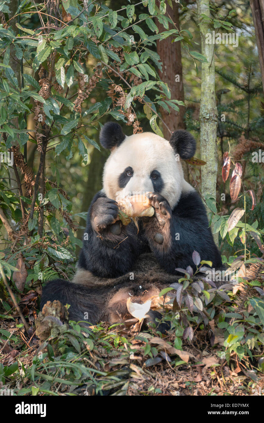 Adulto Panda Gigante di mangiare il bambù Foto Stock