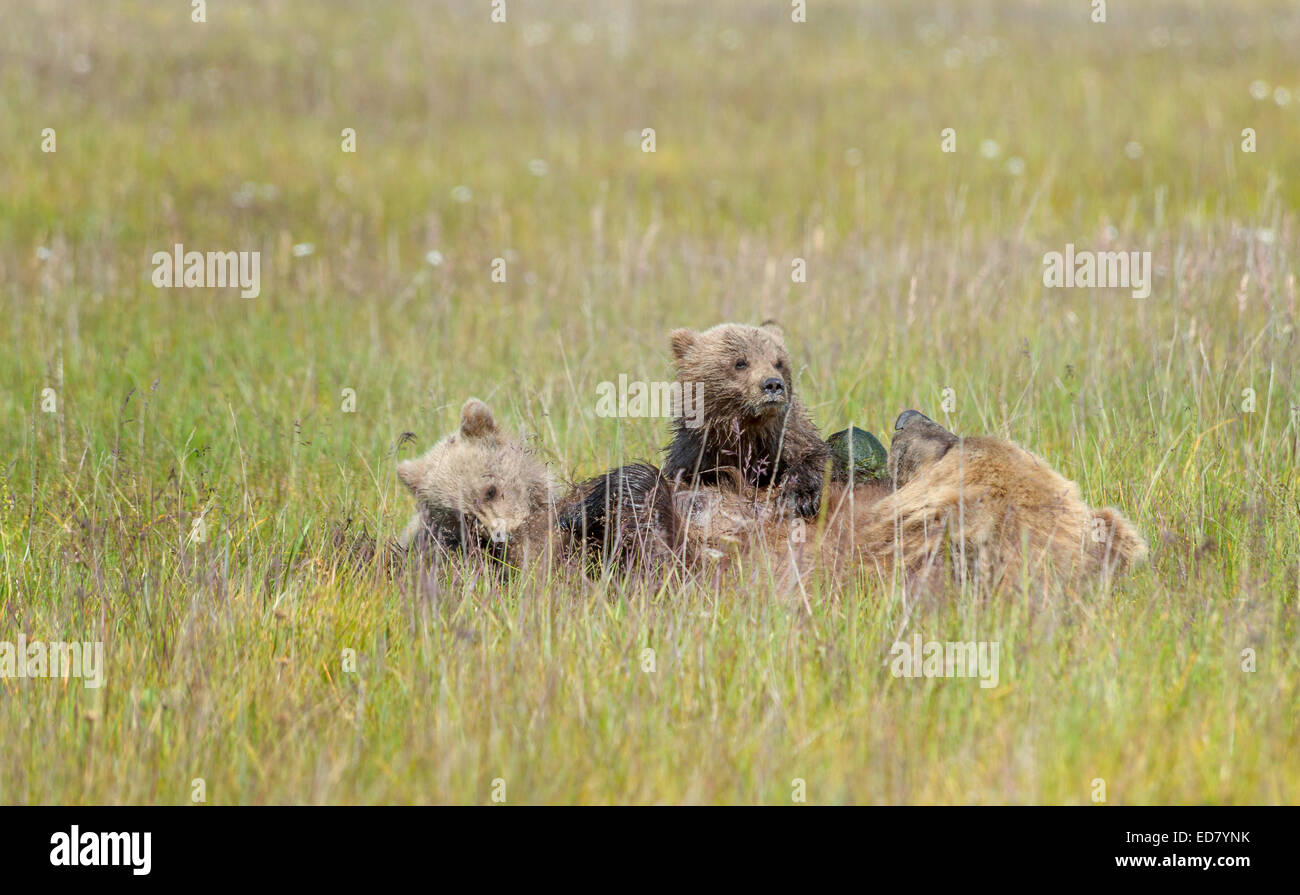 Assistenza infermieristica orso bruno con due cuccioli che stabilisce in un prato erboso Foto Stock