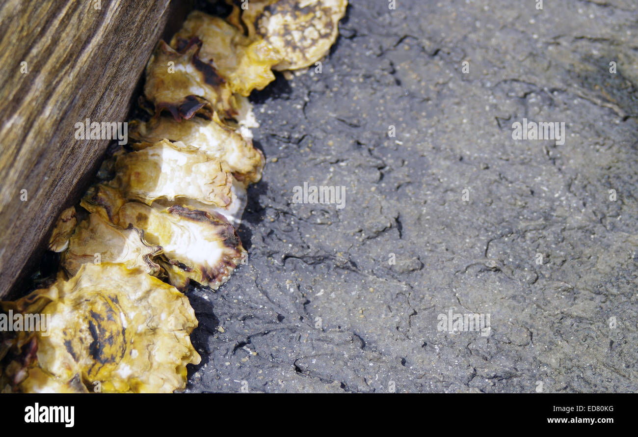 Le ostriche che cresce su un molo Foto Stock