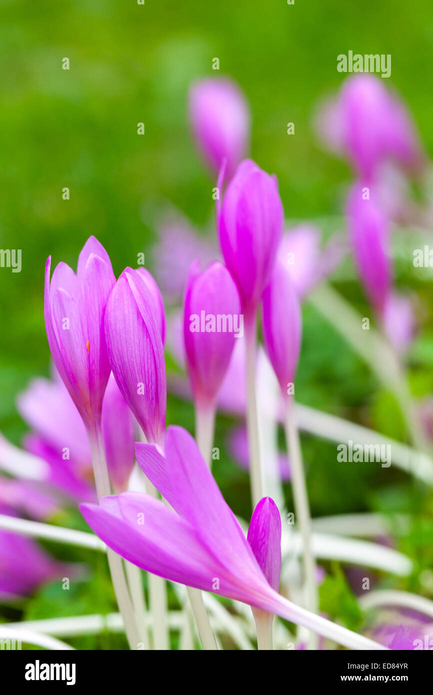 Crocus. Violetto brillante fiori di primavera sul prato verde. Verticale foto macro, il fuoco selettivo Foto Stock