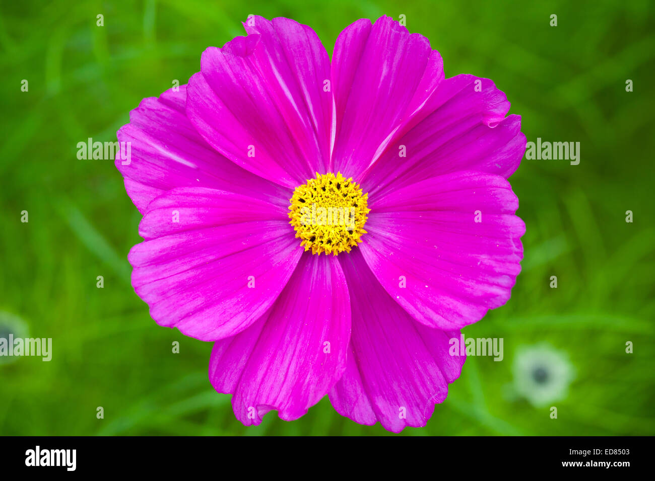 Viola luminoso daisy fiore di erba verde, sfondo, il fuoco selettivo Foto Stock