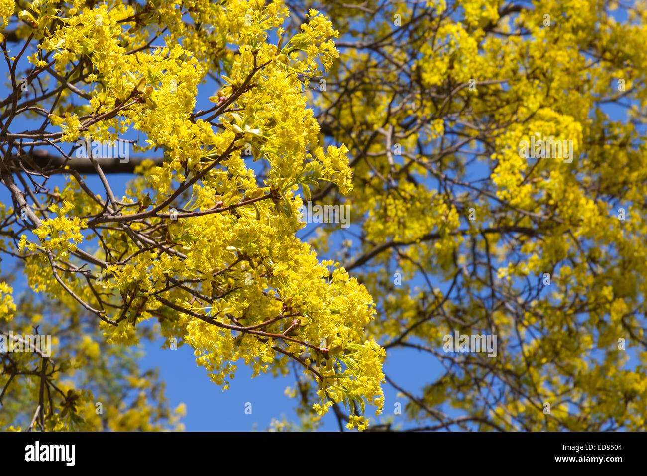 Luminose linden blossom sui rami sul cielo blu sullo sfondo Foto Stock