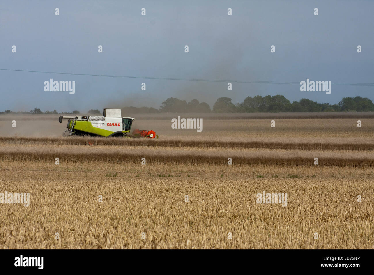 Un combinato di harvester a lavorare in un East Anglian campo Foto Stock