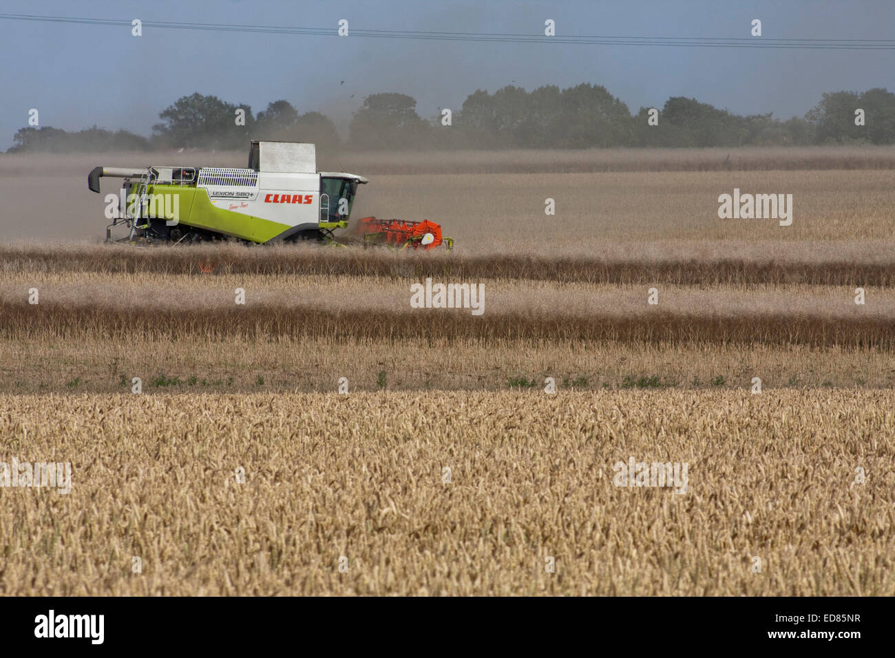 Un combinato di harvester a lavorare in un East Anglian campo Foto Stock