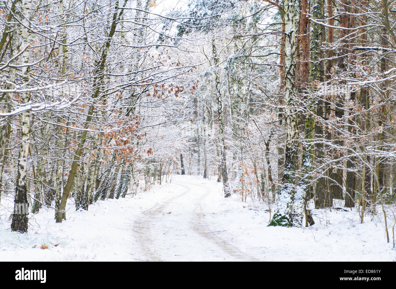 Inverno su strada sterrata nel bosco con neve in Polonia Foto Stock