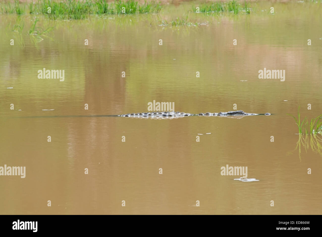 Crocodile lurching su terreni fangosi lago nel parco nazionale Yala, Sri Lanka, Sud della provincia, in Asia. Foto Stock