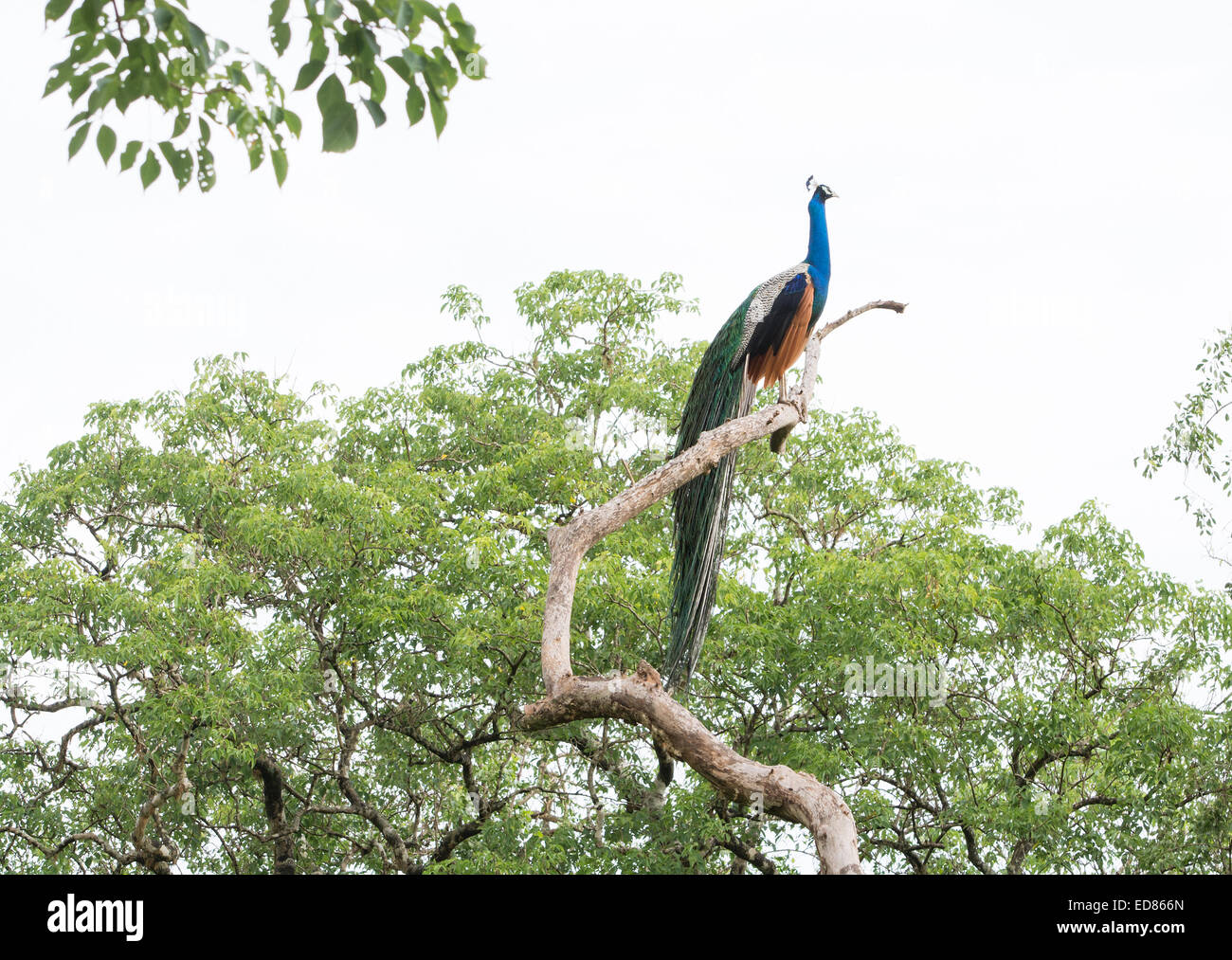 Peacock nella struttura ad albero, in Yala National Park, Sri Lanka, Sud della provincia, Asia Foto Stock