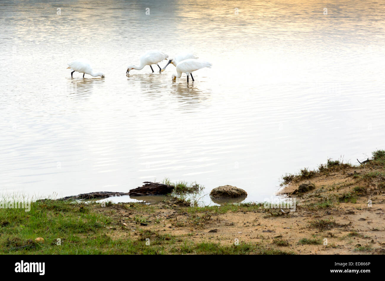 Spatola bianca nel parco nazionale Yala, Sri Lanka, Sud della provincia, in Asia. Foto Stock