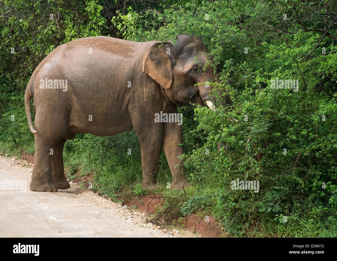 Maschio dello Sri Lanka con elefante zanne camminando sulla strada sterrata e il pascolo di fogliame in Yala National Park, Sri Lanka. Foto Stock