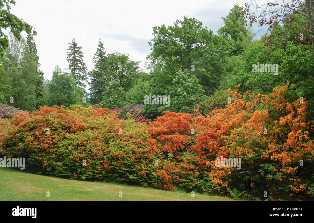 Giardini formali di Tatton Park a Knutsford, Cheshire, Inghilterra, Regno Unito Foto Stock