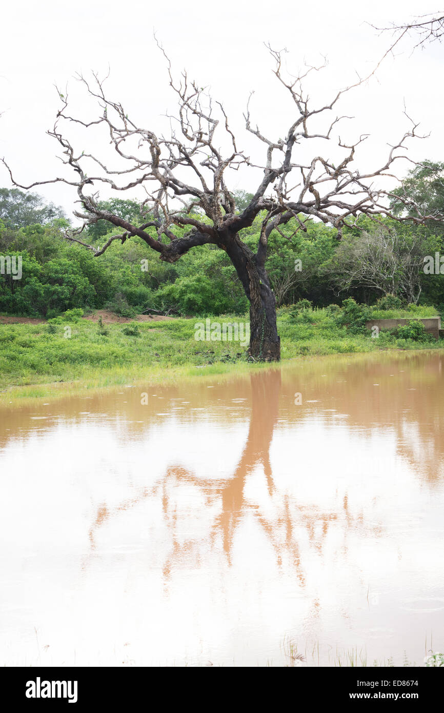 La riflessione della struttura in caso di pioggia e Rose di inanellare cocorite (Psittacula krameri), Yala National Park, Sri Lanka, Sud della provincia, in Asia. Foto Stock