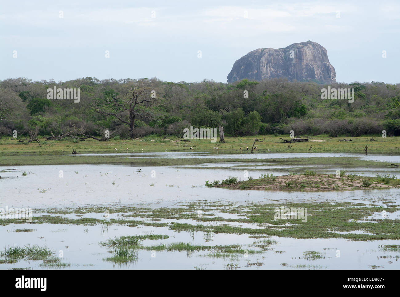 Montagna e dipinto di cicogne nel parco nazionale Yala, Sri Lanka, Sud della provincia, in Asia. Foto Stock