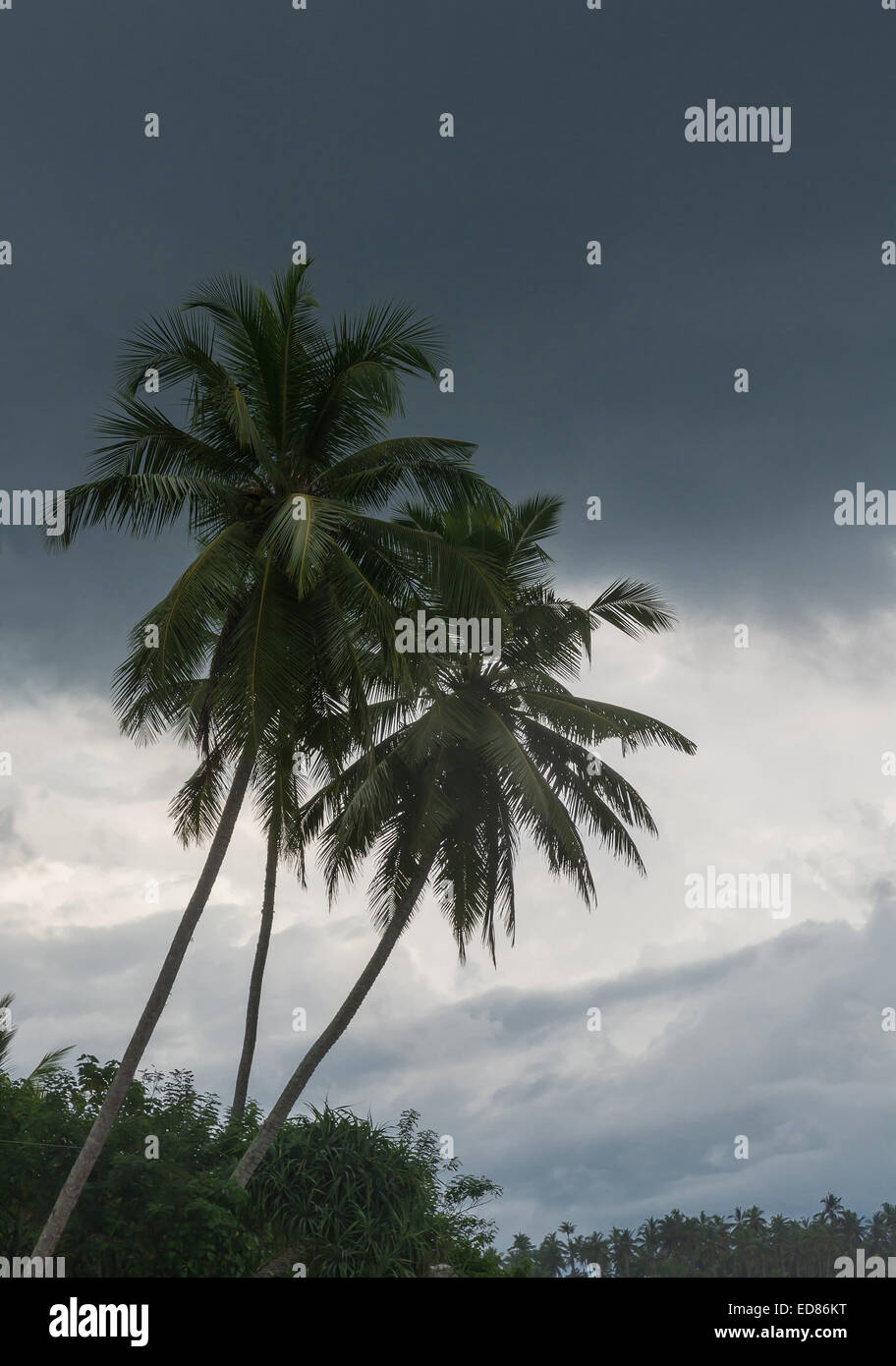 Palme tropicali e pesante nuvola grigio, Sri Lanka, in Asia, in dicembre. Foto Stock