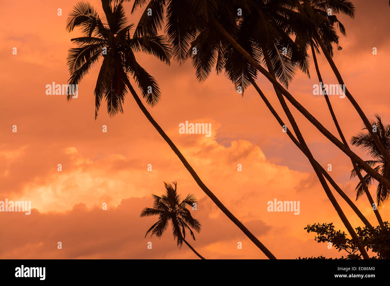 Palm sagome su nuvoloso caldo arancio cieli, Sri Lanka, Asia in dicembre. Foto Stock