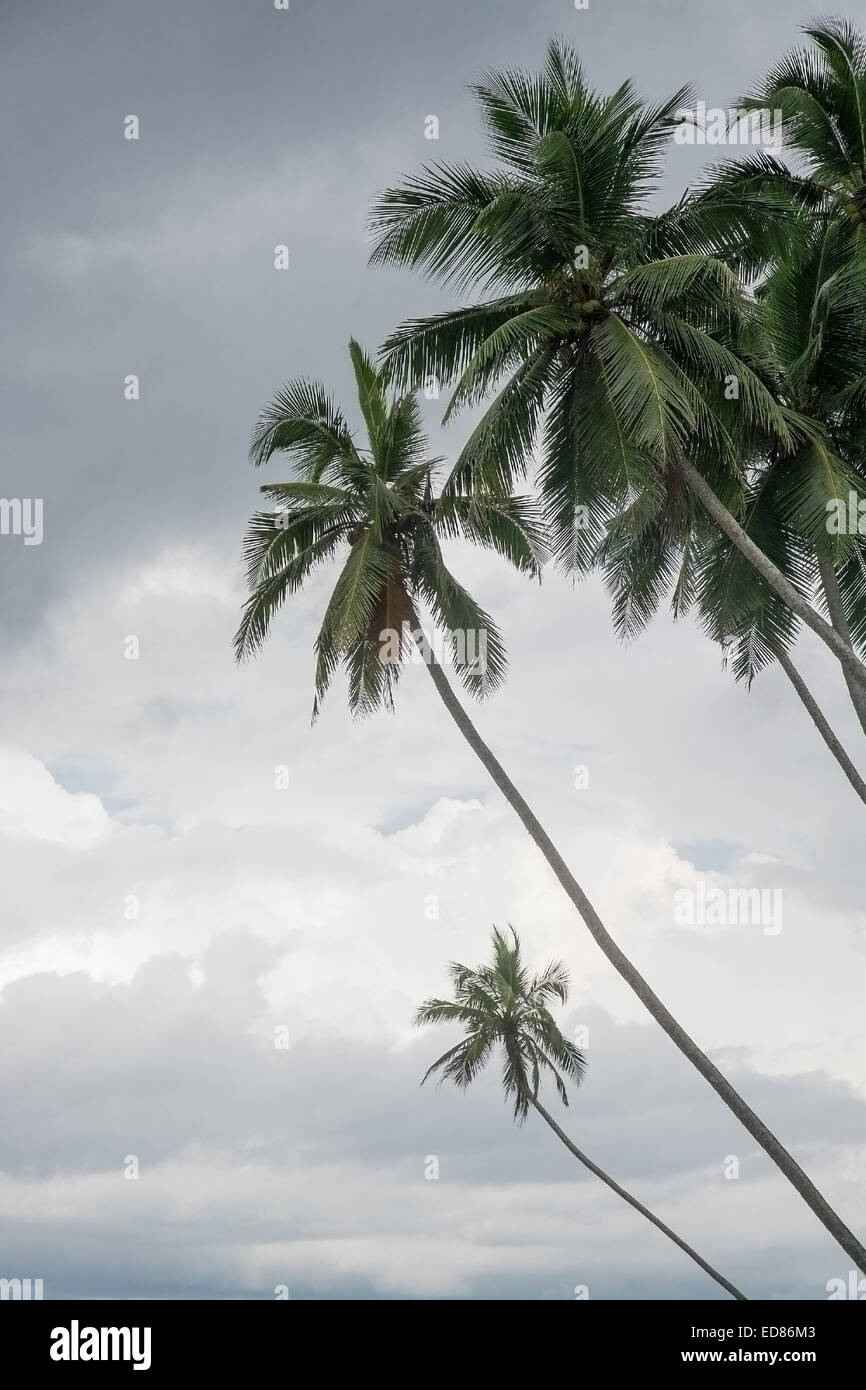 Palme tropicali e cloud cielo coperto, Sri Lanka asia in dicembre. Foto Stock