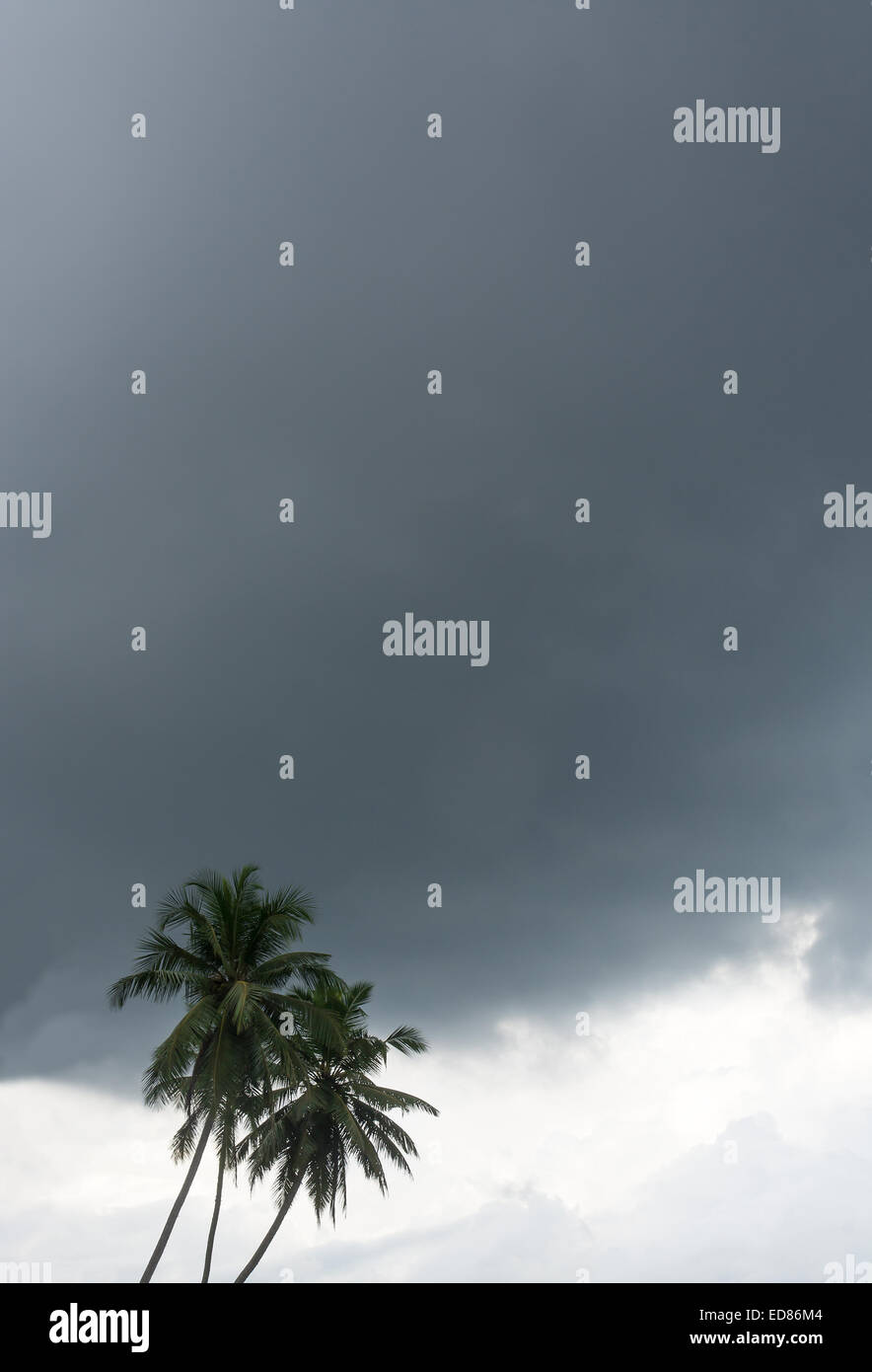 Palme da cocco cielo grigio. Clima tropicale in dicembre, Sri Lanka, in Asia. Foto Stock