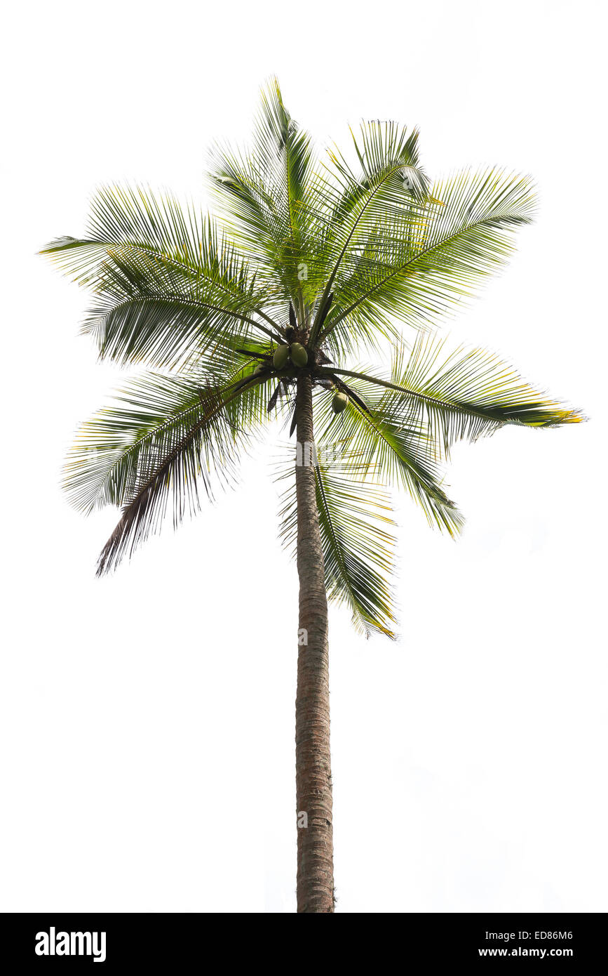 Palma da cocco isolato su bianco. Sud della provincia, Sri Lanka, in Asia. Foto Stock