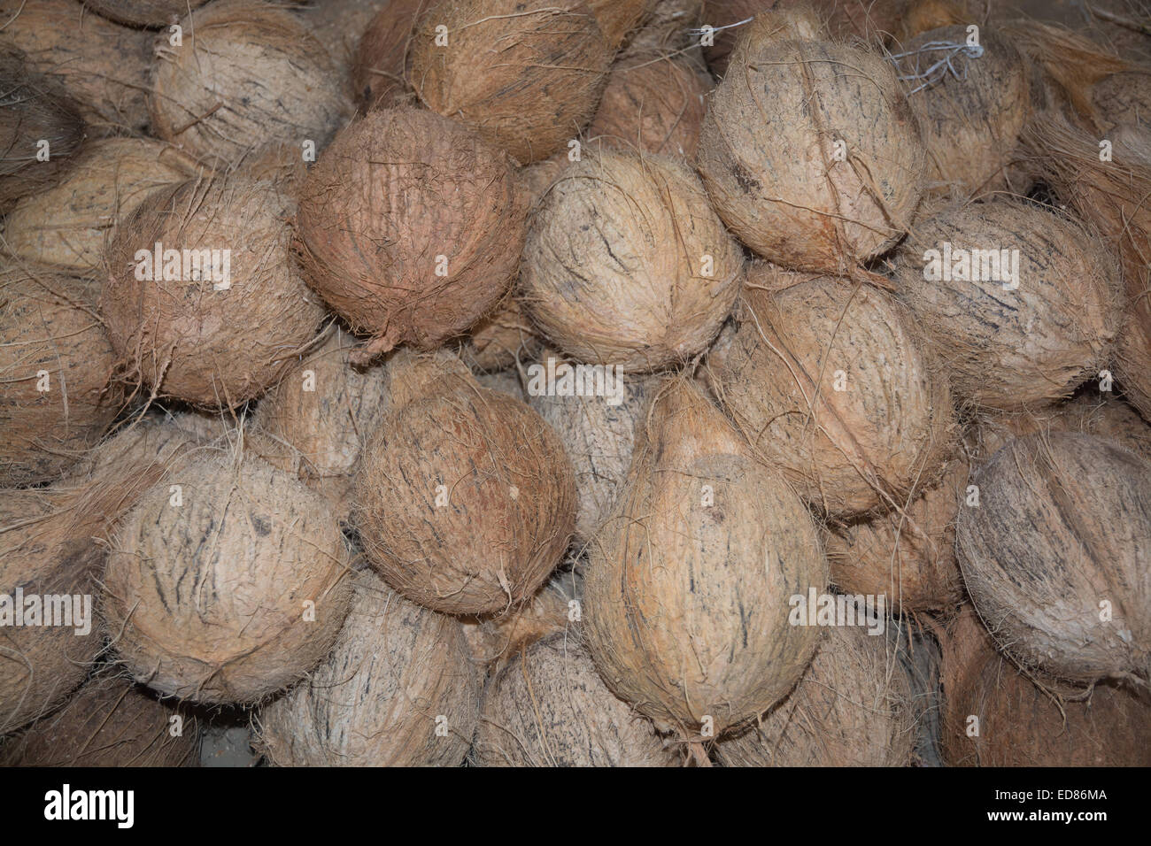 Noci di cocco closeup in un mercato, Sri Lanka, in Asia. Foto Stock
