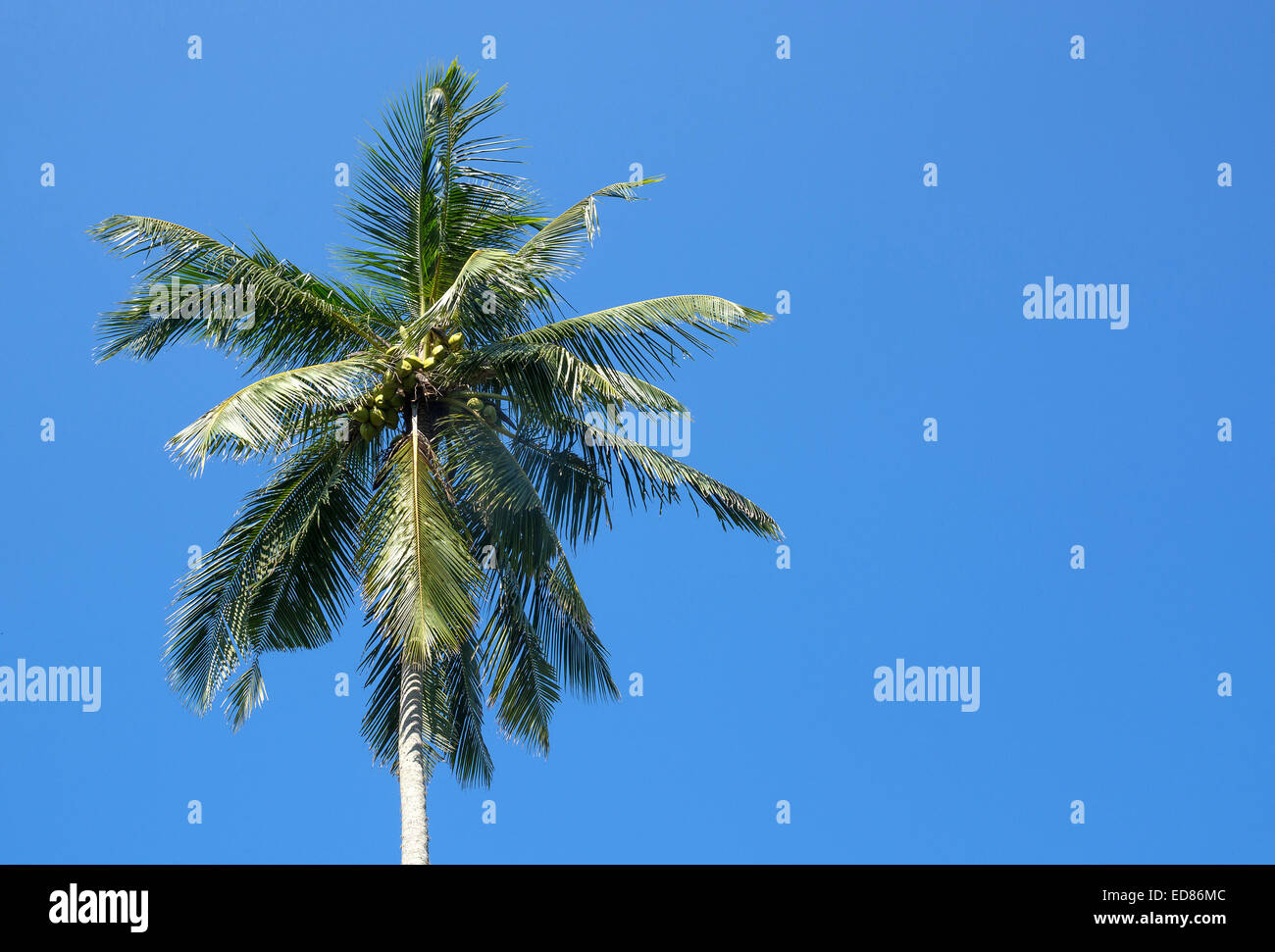 Re Noci di cocco in albero che cresce in un giardino nel sud della provincia, Sri Lanka, in Asia. Foto Stock