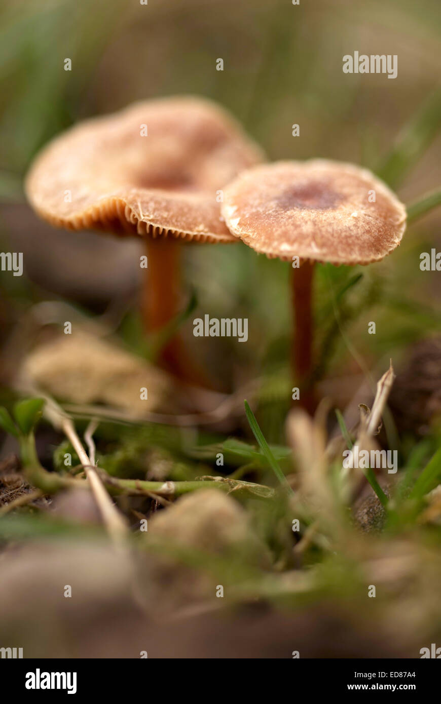 I funghi selvatici / Autunno Foto Stock