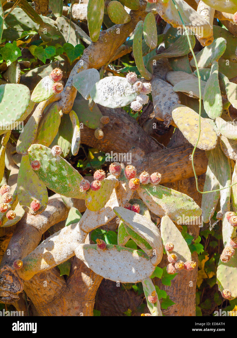 Un impianto di cactus in Guinar Tenerife propagato con una scala di insetto coccus Dactylopius che produce la cocciniglia o colorante Carmine Foto Stock