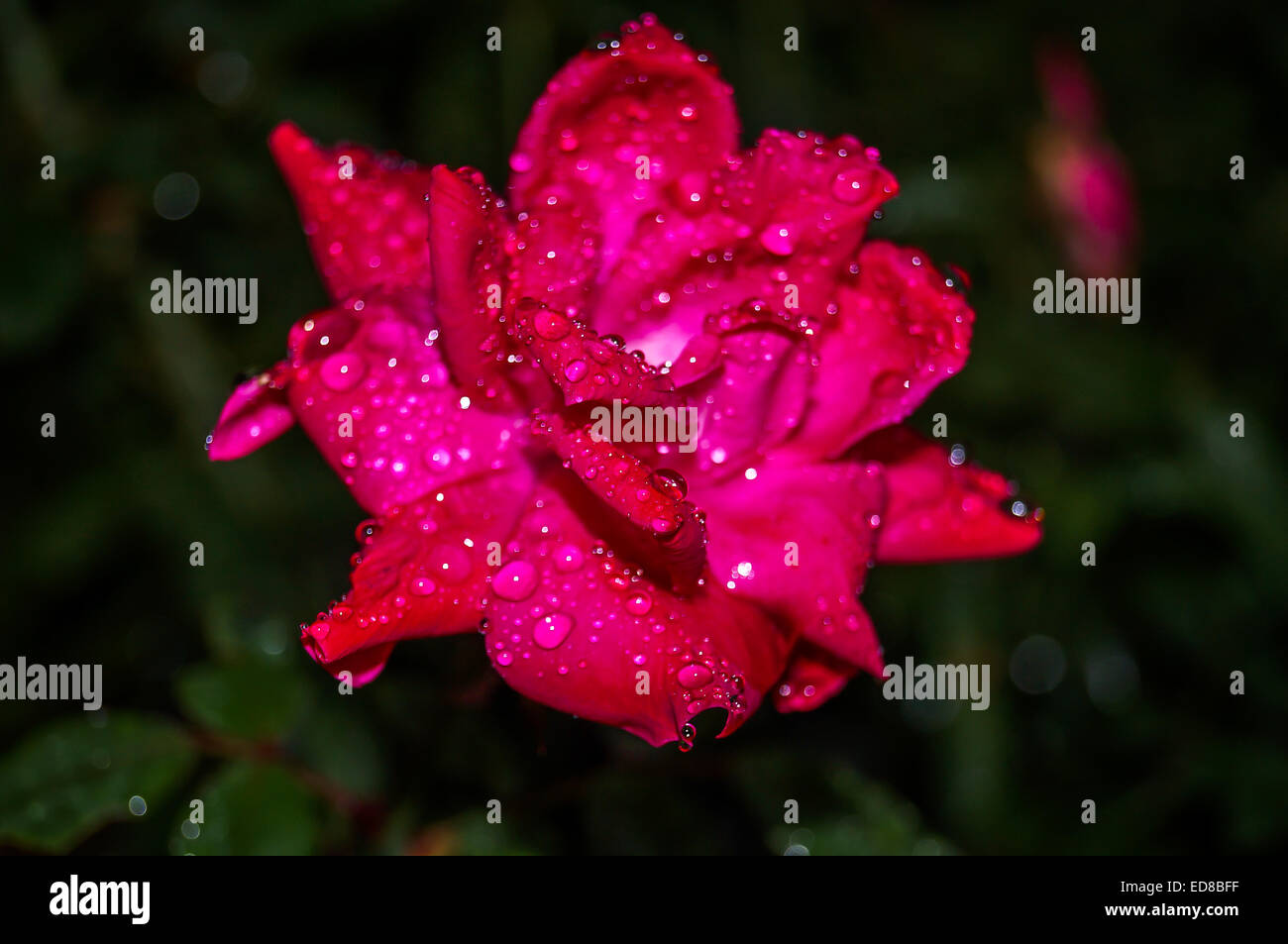 Gocce di pioggia sulla rosa estate fiore fiore Foto Stock