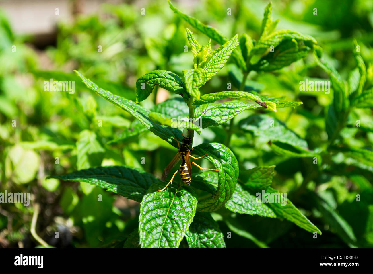 Wasp dolcemente salendo su una pianta di menta in una calda giornata estiva Foto Stock