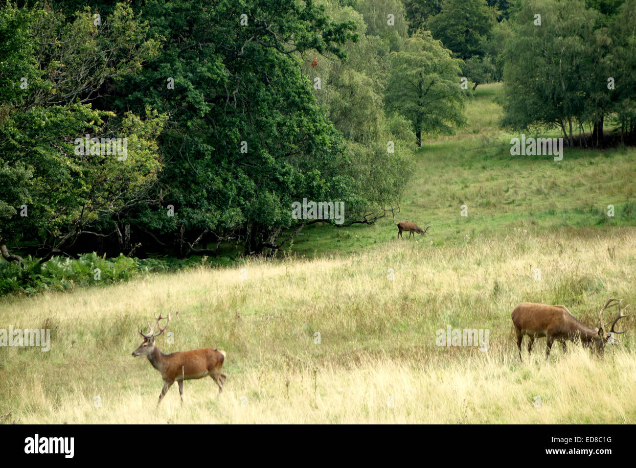 Magica magnifiche viste dal grande parco del castello di Windsor in distanza &AMP; aree circostanti che mostra le corse paesaggistici Foto Stock