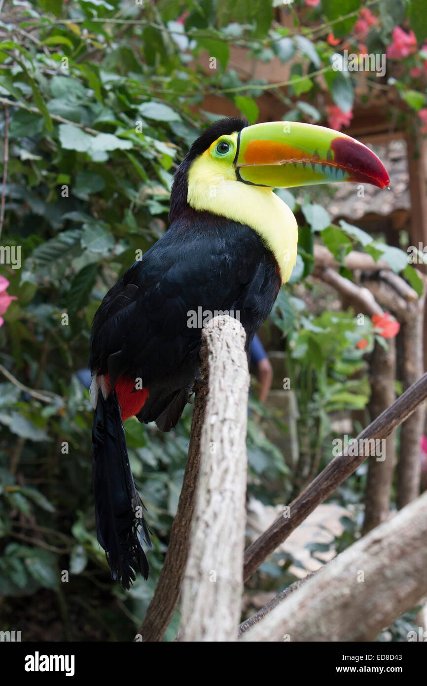 Honduras, Copan, Macaw Mountain Bird Park & Riserva Naturale, Chiglia fatturati Toucan (Ranphastos Sulfuratus) Foto Stock