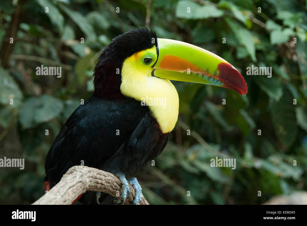 Honduras, Copan, Macaw Mountain Bird Park & Riserva Naturale, Chiglia fatturati Toucan (Ranphastos Sulfuratus) Foto Stock