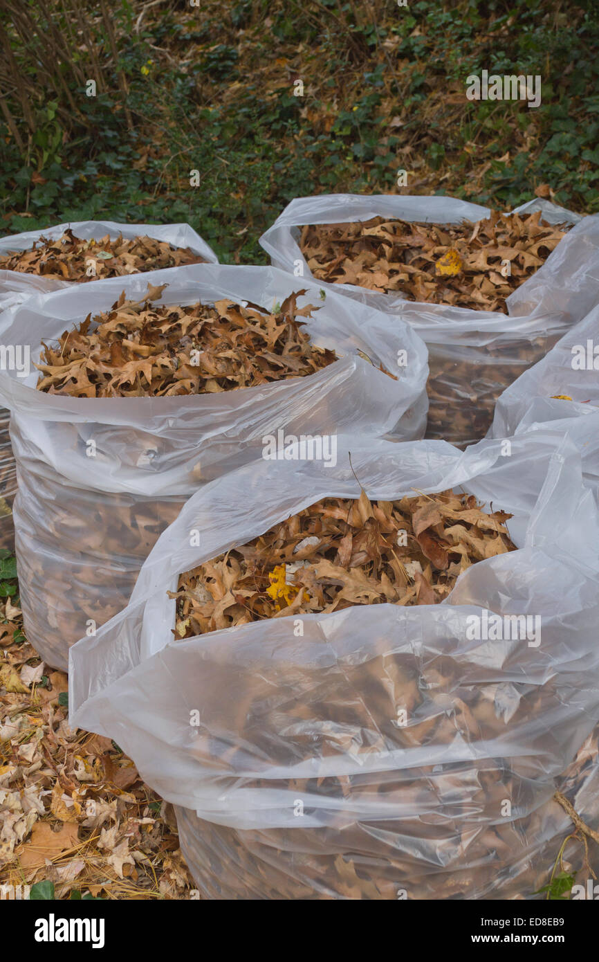 Quattro immondizia di plastica sacchi riempiti con autunno quercia lascia Foto Stock