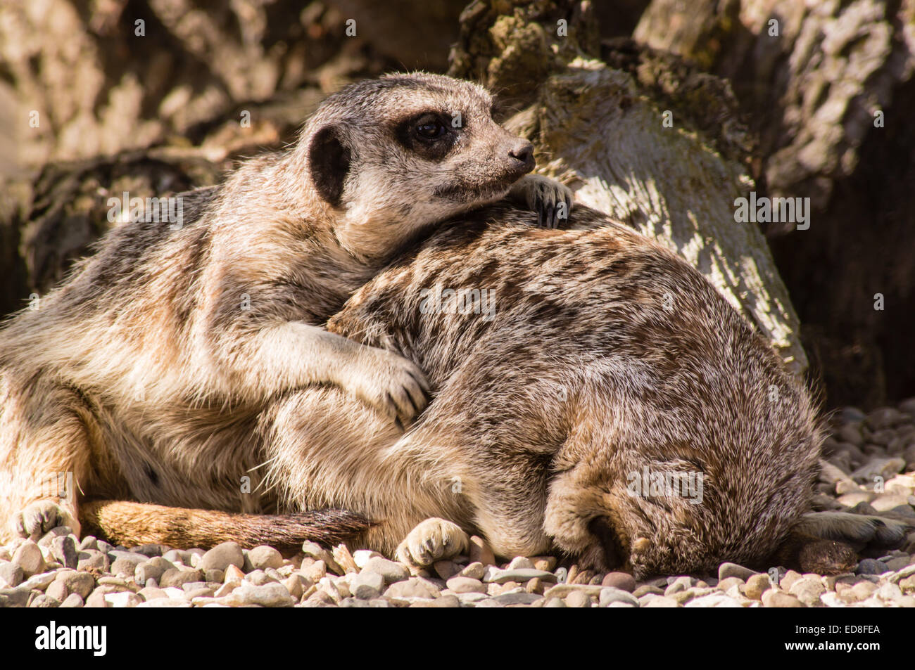 Una coppia di Meerkats giocare insieme Foto Stock