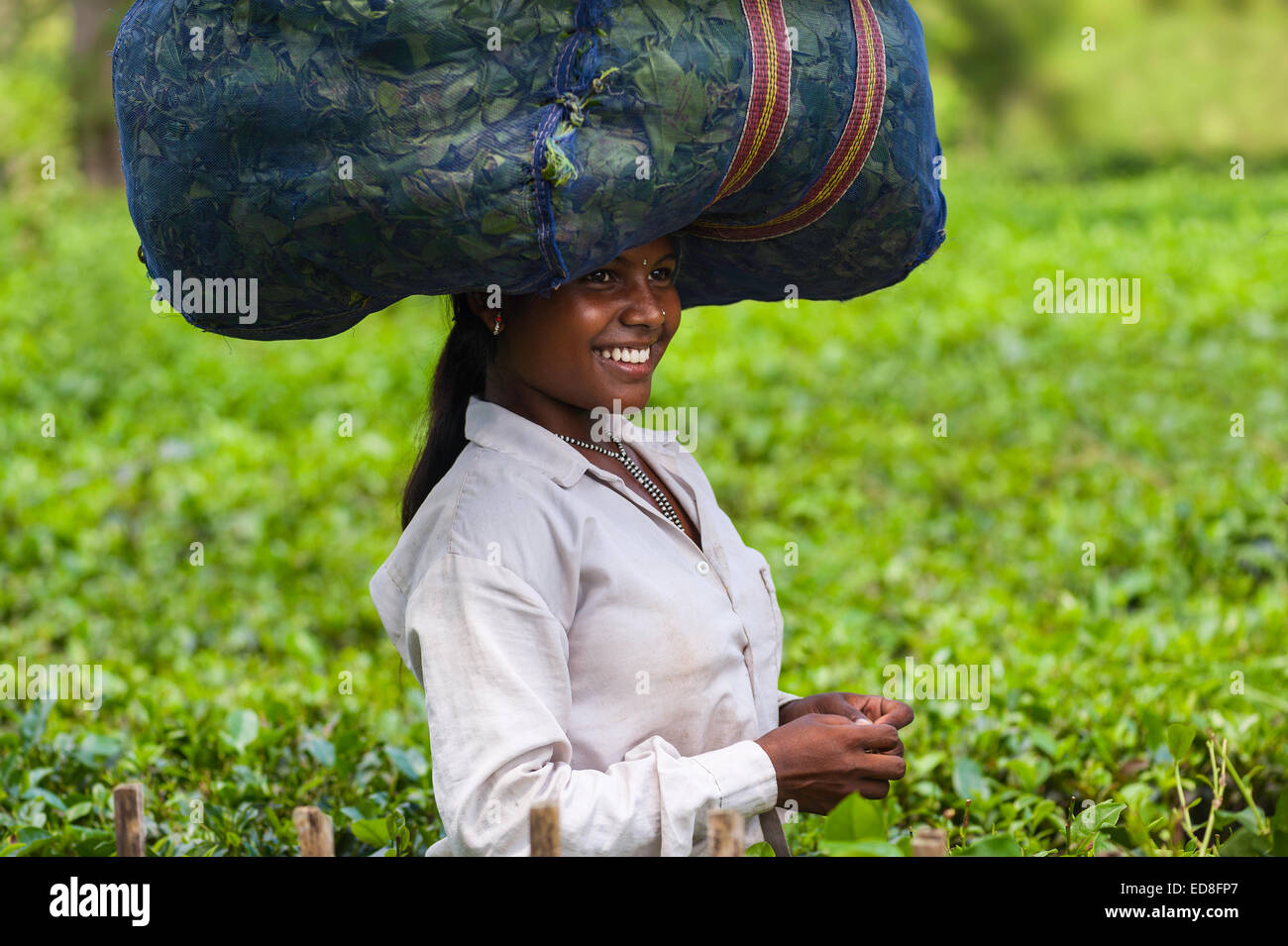 Un tea-leaf harvester gode del momento di umorismo come ella ha raccolto un sacco di foglie vicino a Jorhat, Assam, nel nord est dell'India. Foto Stock