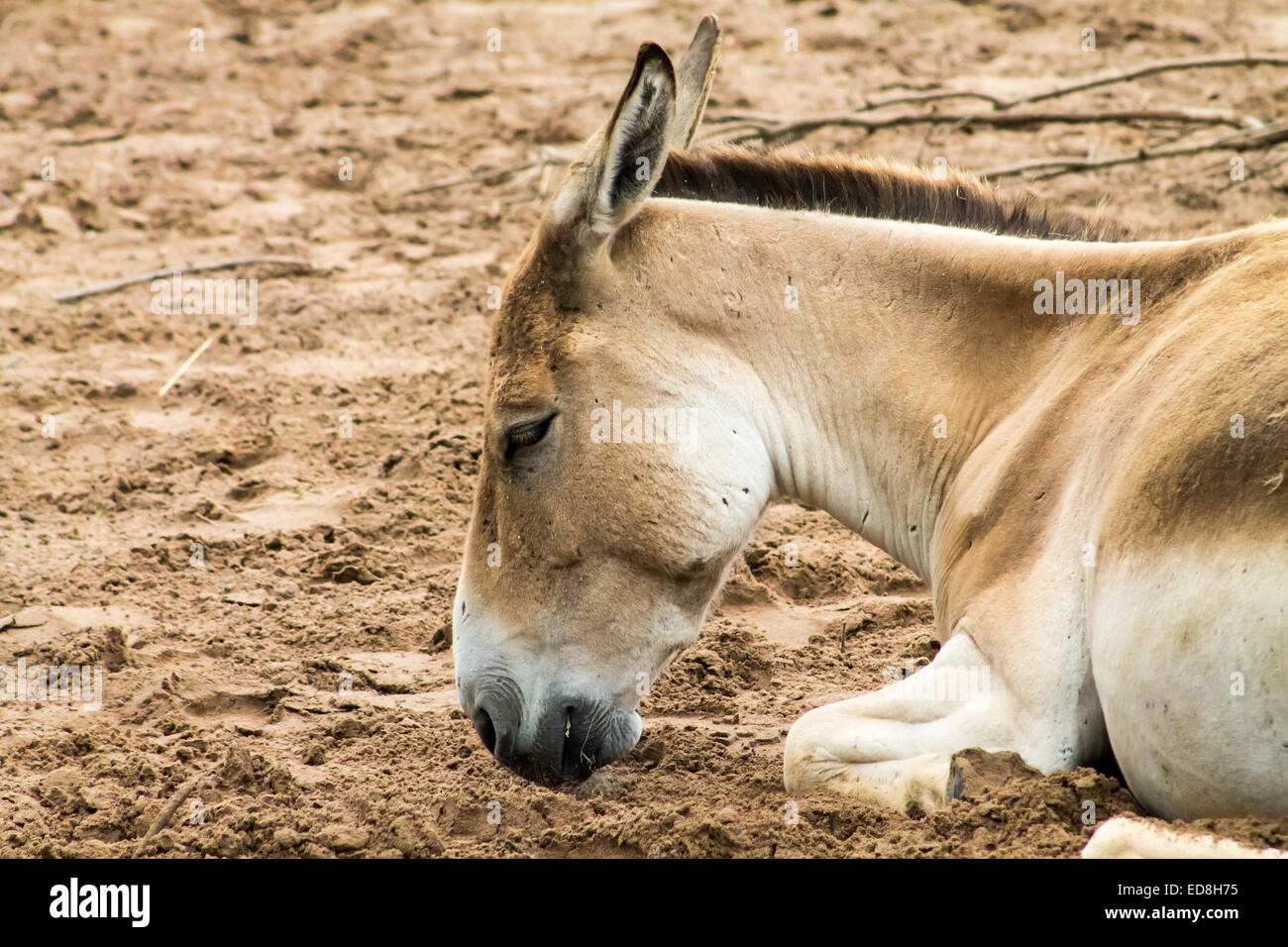 Adulto Onagro (Equus hemionus), sdraiato e il pascolo. Foto Stock