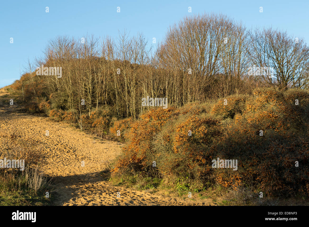 Dune fuoriuscite e mare invasiva frangola, Merthyr Mawr, Wales, Regno Unito Foto Stock