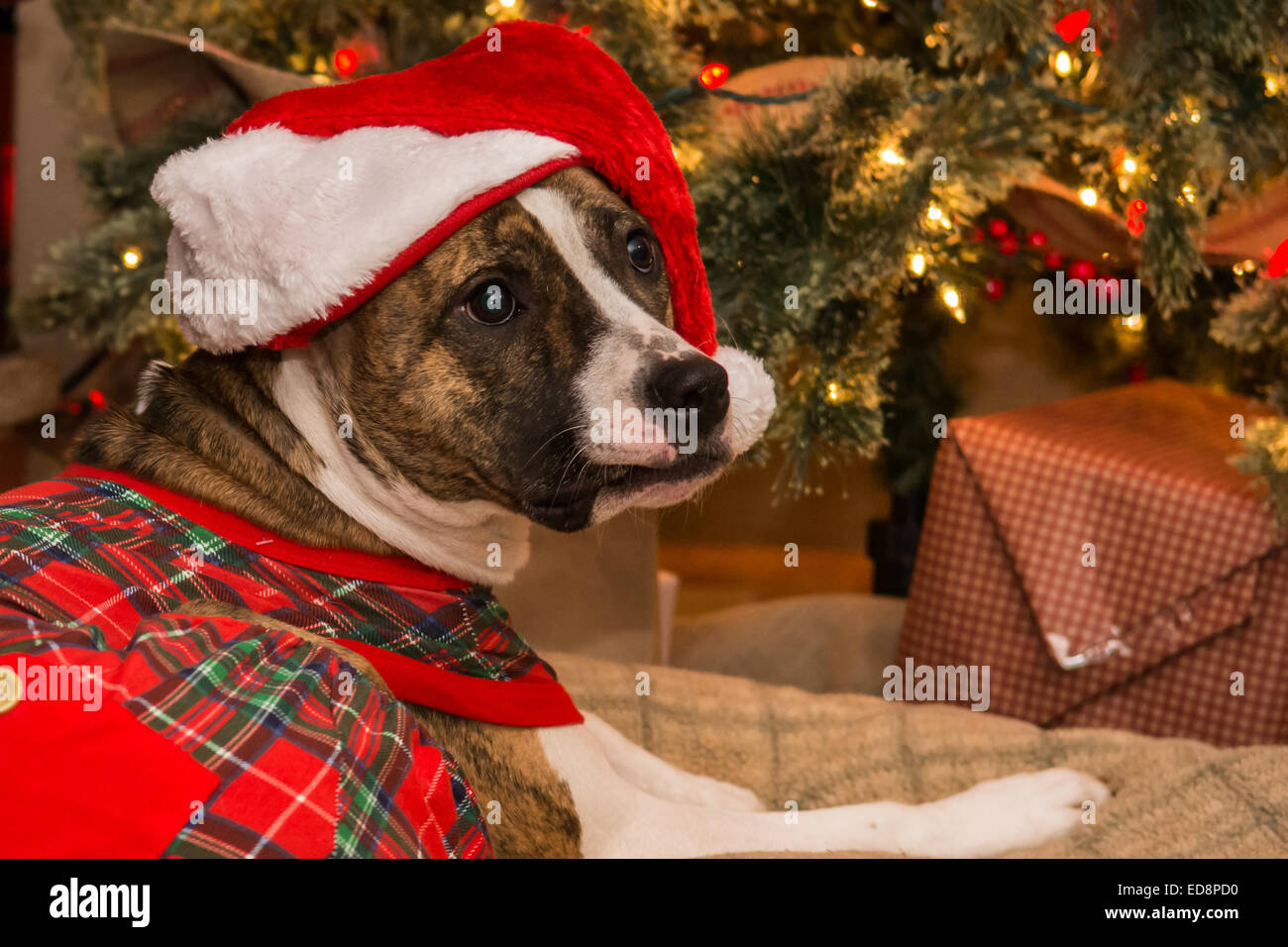 In attesa di Santa Foto Stock