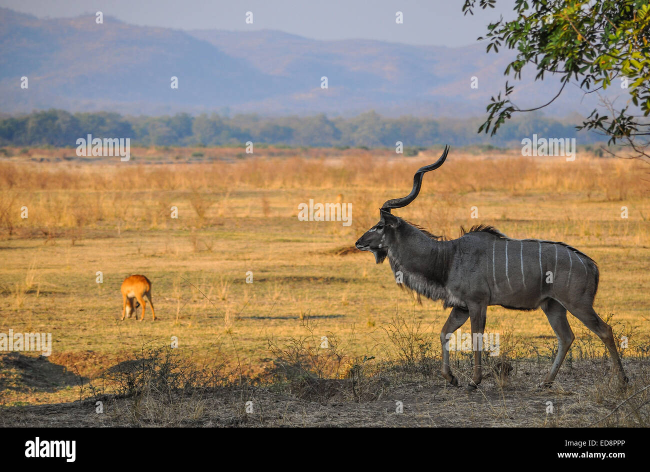 Kudu Bull in Zambia all'alba Foto Stock