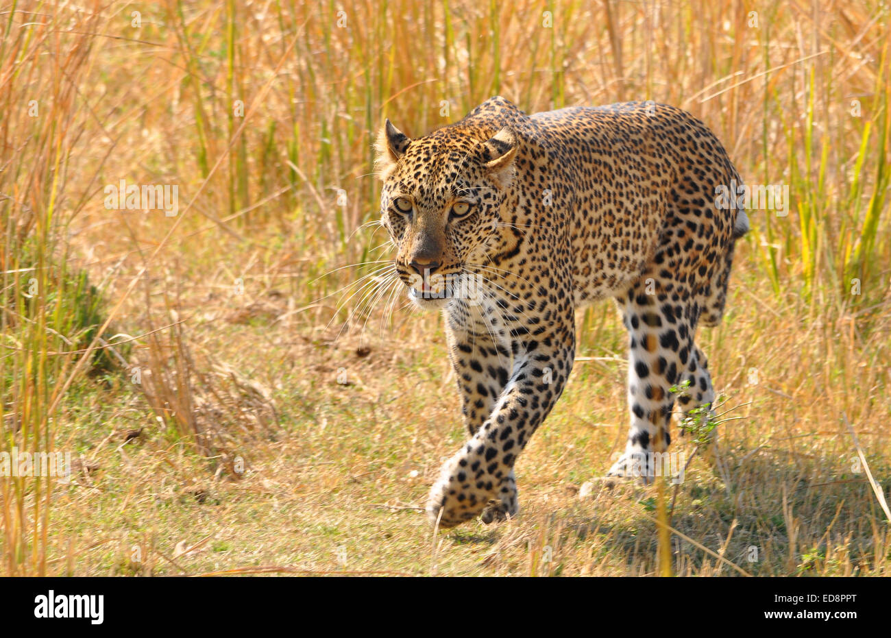 Leopard sul prowl in Zambia Foto Stock