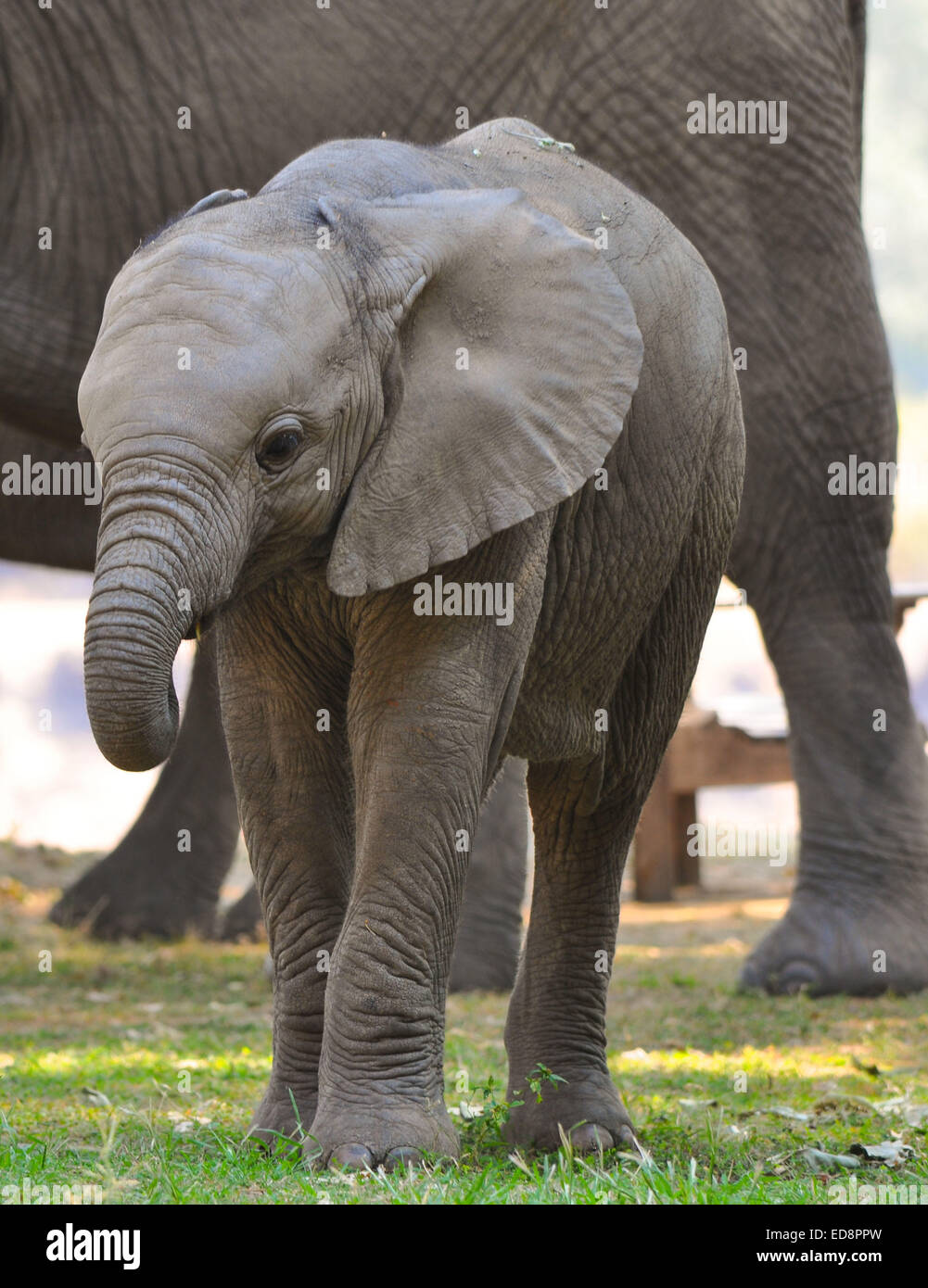 Baby Elephant esplorando in Zambia Foto Stock
