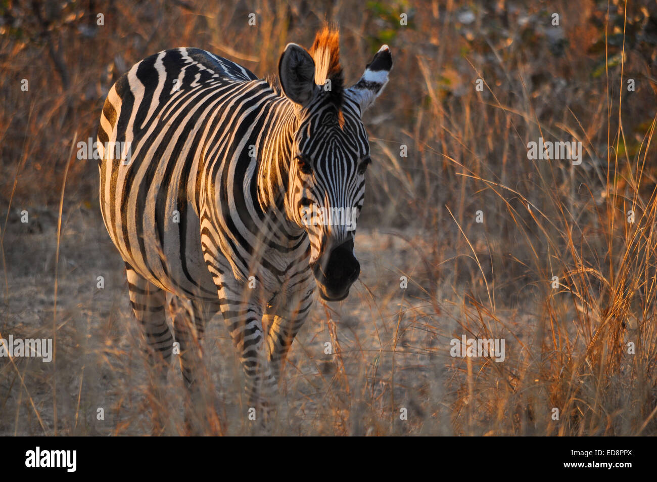 Zebra al tramonto nel sud Luangwa Park, Zambia Foto Stock