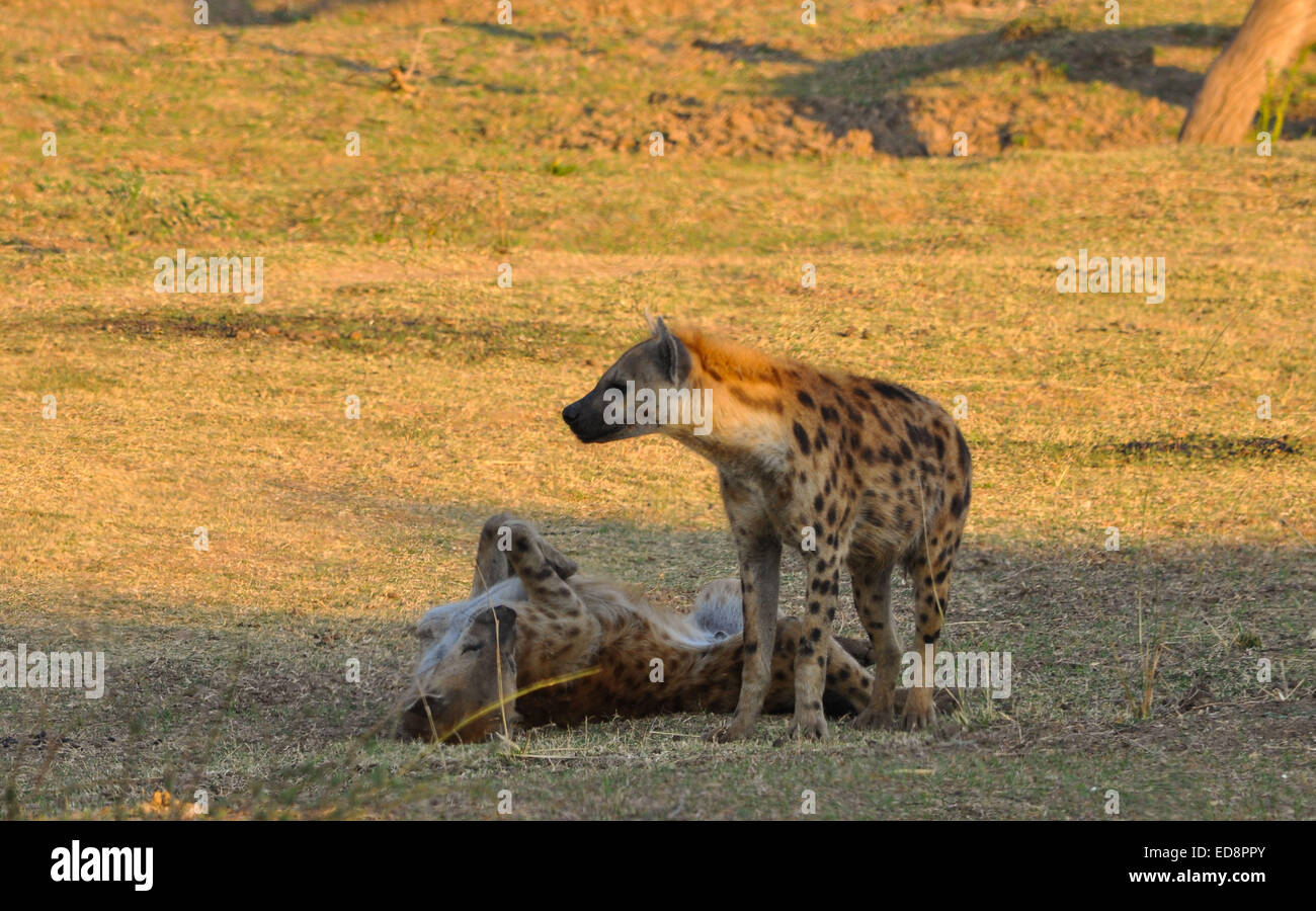 Avvistato Iene a giocare, Zambia Foto Stock