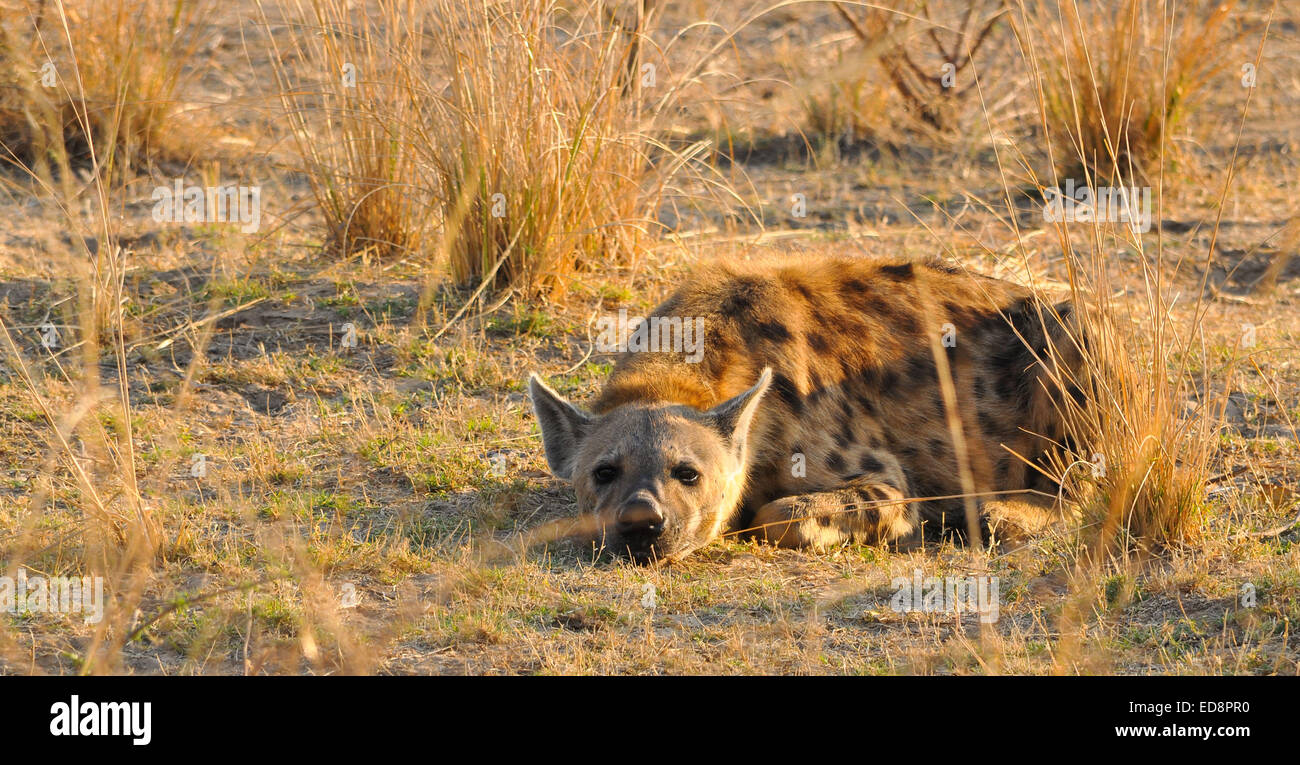 Avvistato Iena in Zambia all'alba Foto Stock