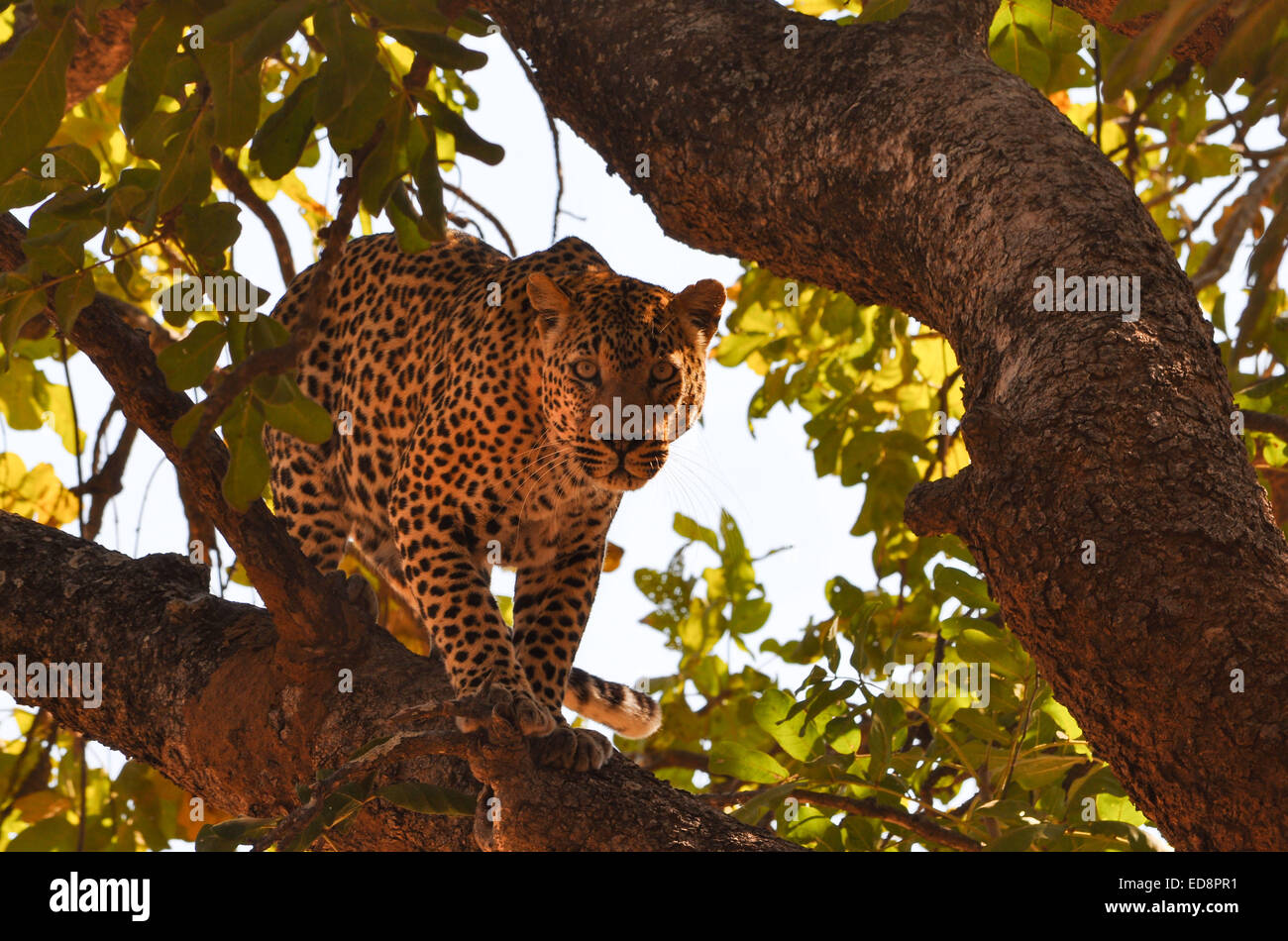 Leopard in pianta di salsicce in Zambia Foto Stock
