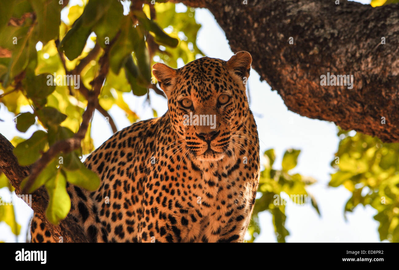 Leopard in pianta di salsicce in Zambia Foto Stock